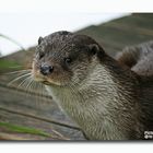 Fischotter im Kölner Zoo