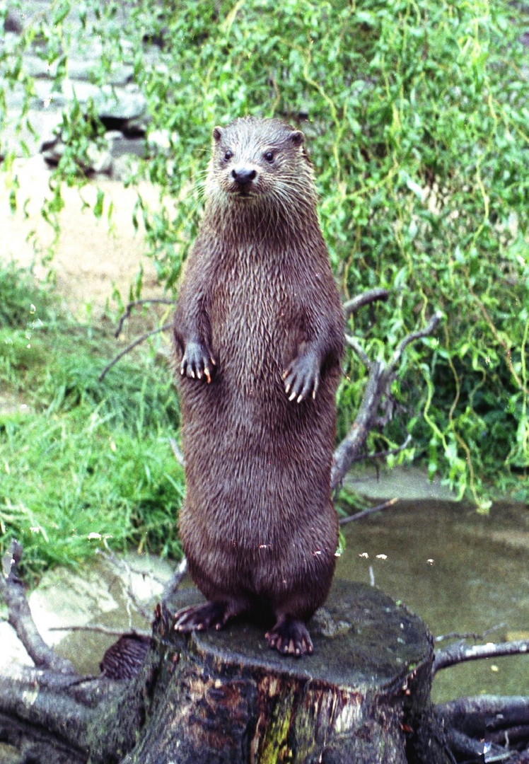 Fischotter im Kölner Zoo wartet auf seine Mahlzeit (3)