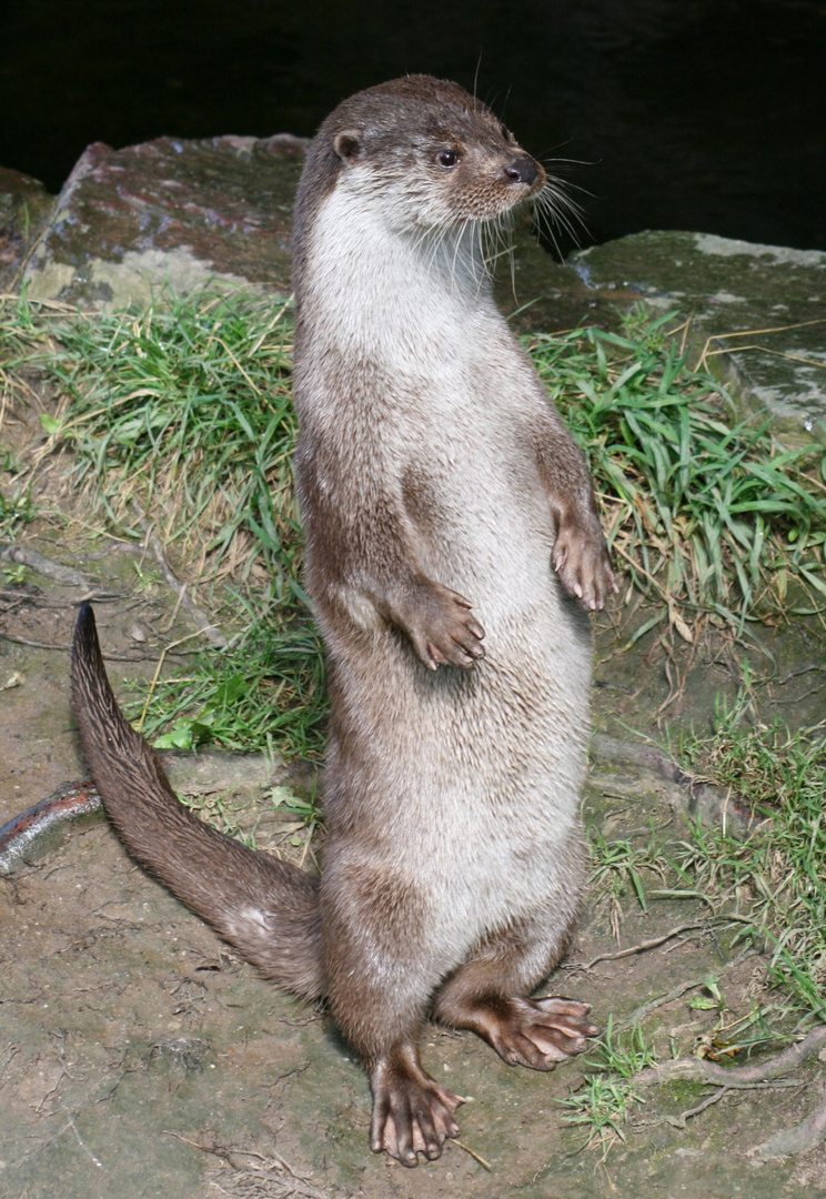 Fischotter im Kölner Zoo wartet auf Verpflegung