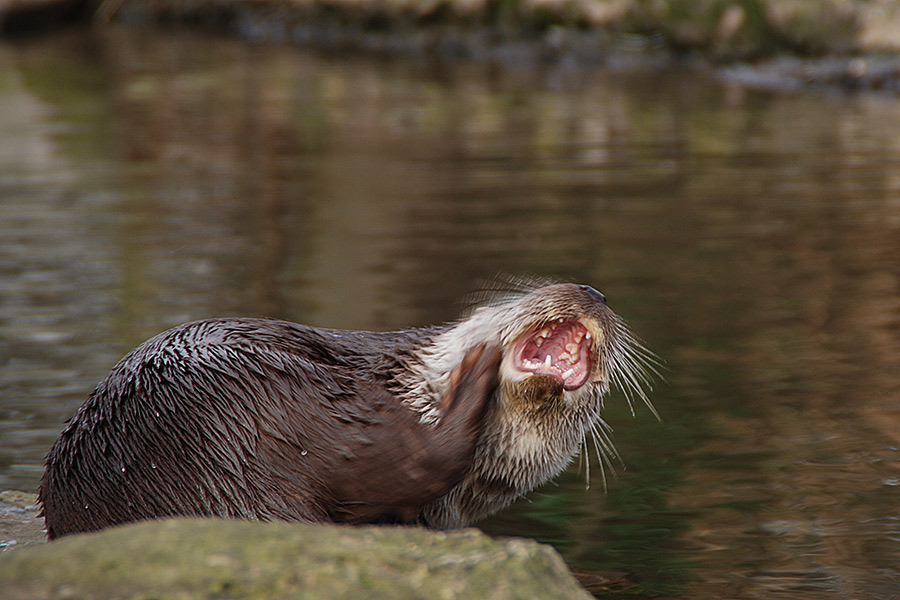 Fischotter im Krefelder Zoo