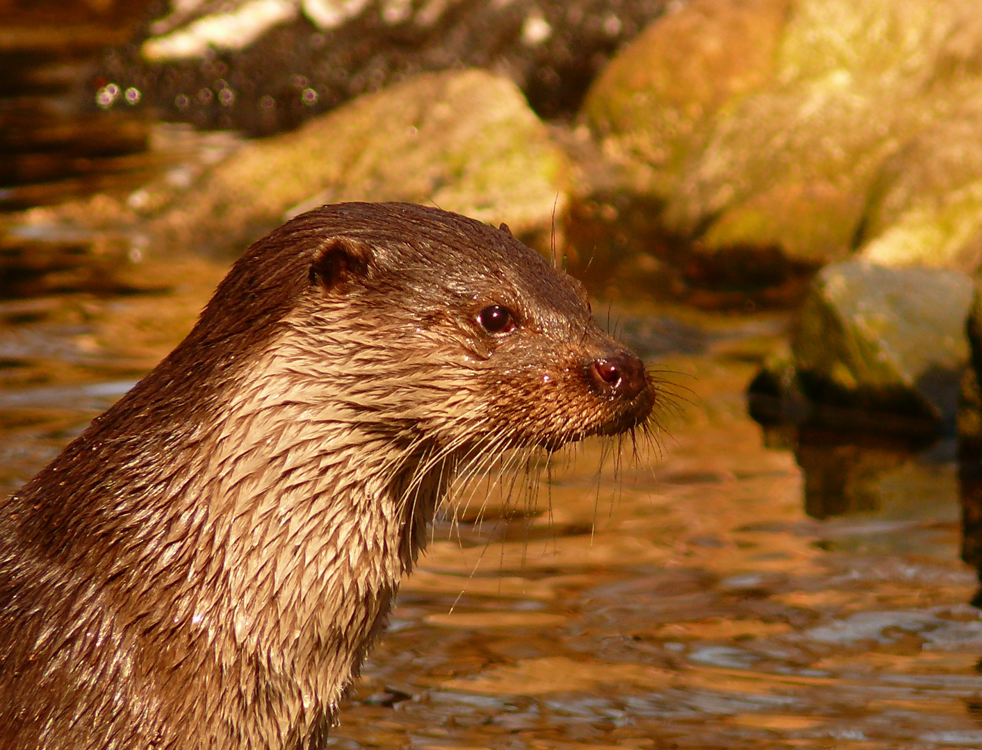 Fischotter im Otterzentrum Hankensbüttel