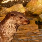 Fischotter im Otterzentrum Hankensbüttel