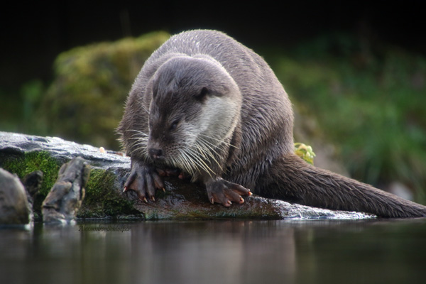 Fischotter im Pforzheimer Wildpark