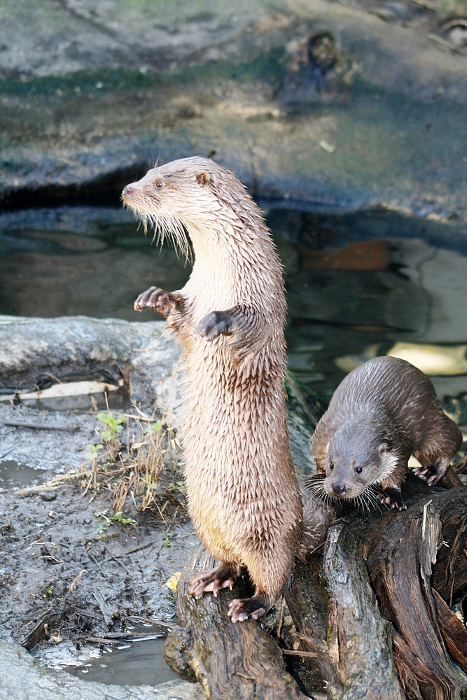 Fischotter im Rotterdamer Zoo (Niederlande) (19.03.2012)