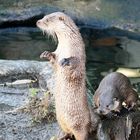 Fischotter im Rotterdamer Zoo (Niederlande) (19.03.2012)