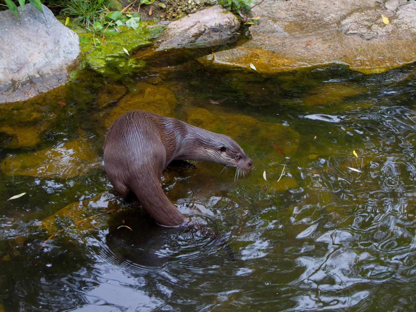 Fischotter im Storchenpark von Hunawihr