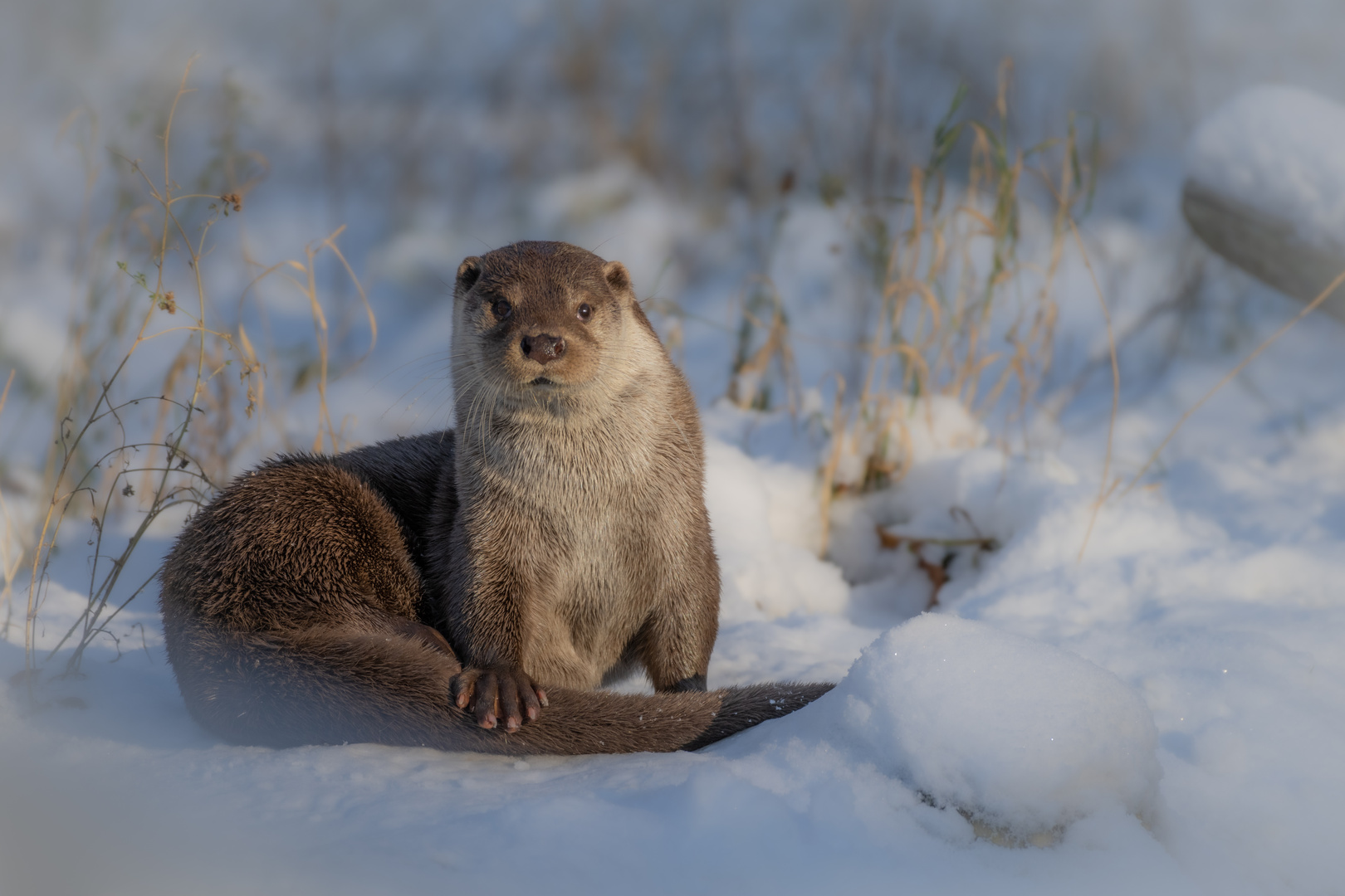 Fischotter im Wildpark 