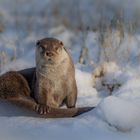 Fischotter im Wildpark 