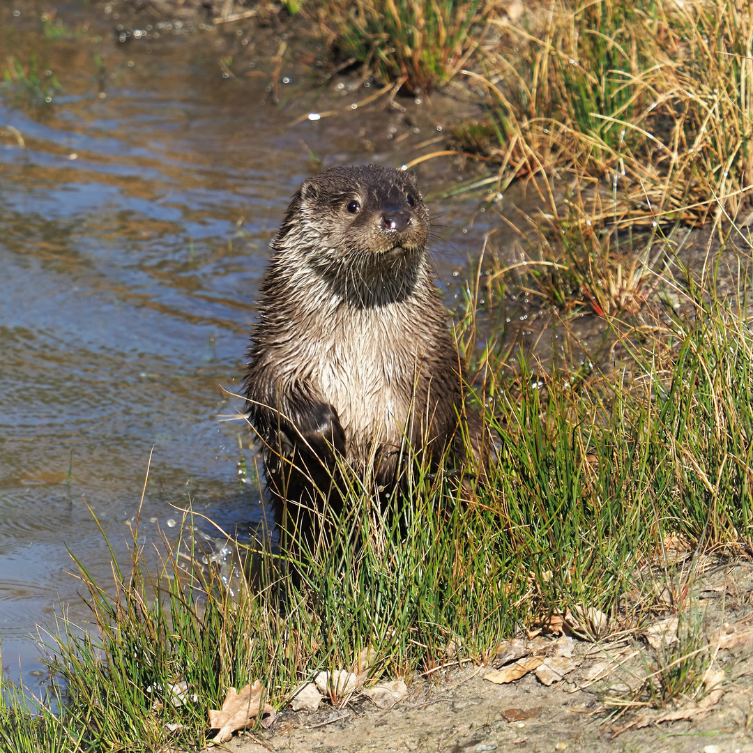 Fischotter im Wildpark Alte Fasanerie