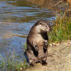 Fischotter im Wildpark Alte Fasanerie