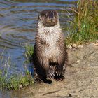 Fischotter im Wildpark Alte Fasanerie