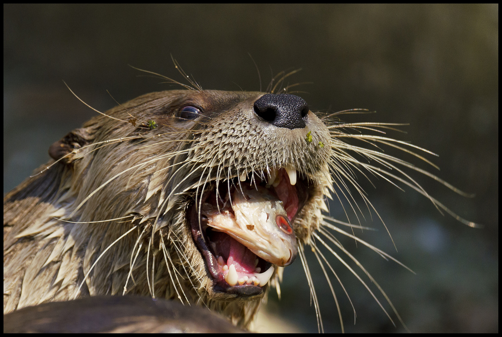 Fischotter im Wildpark Edersee - 20.04.2019