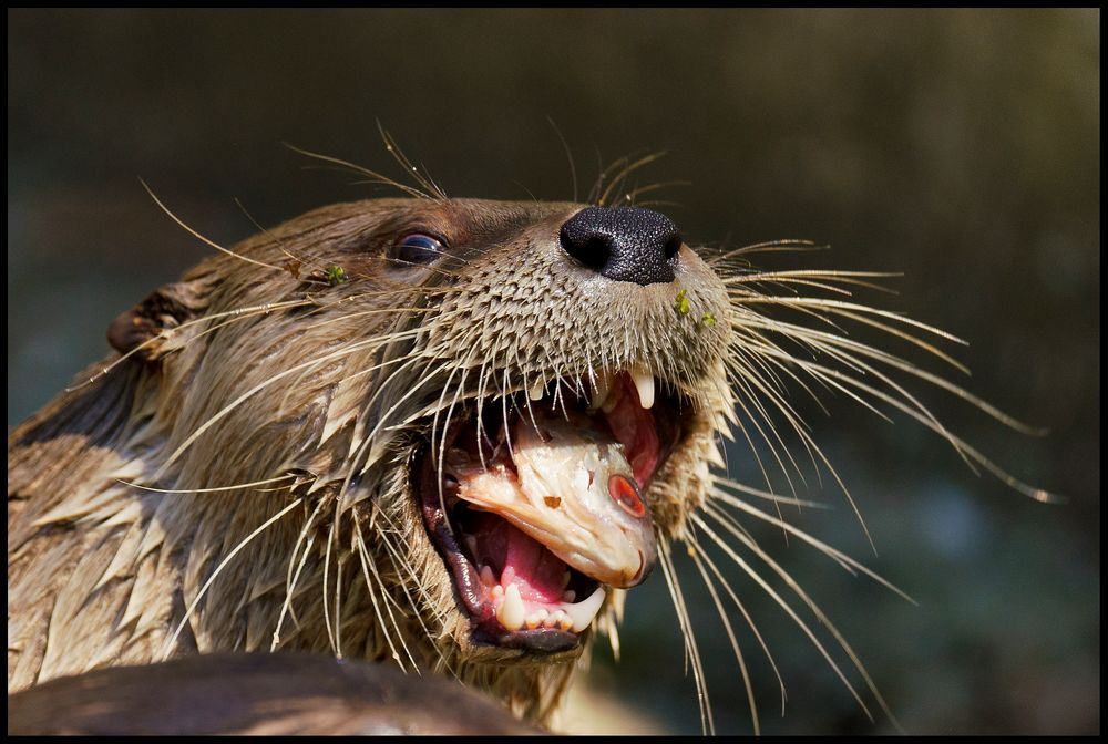 Fischotter im Wildpark Edersee - 20.04.2019