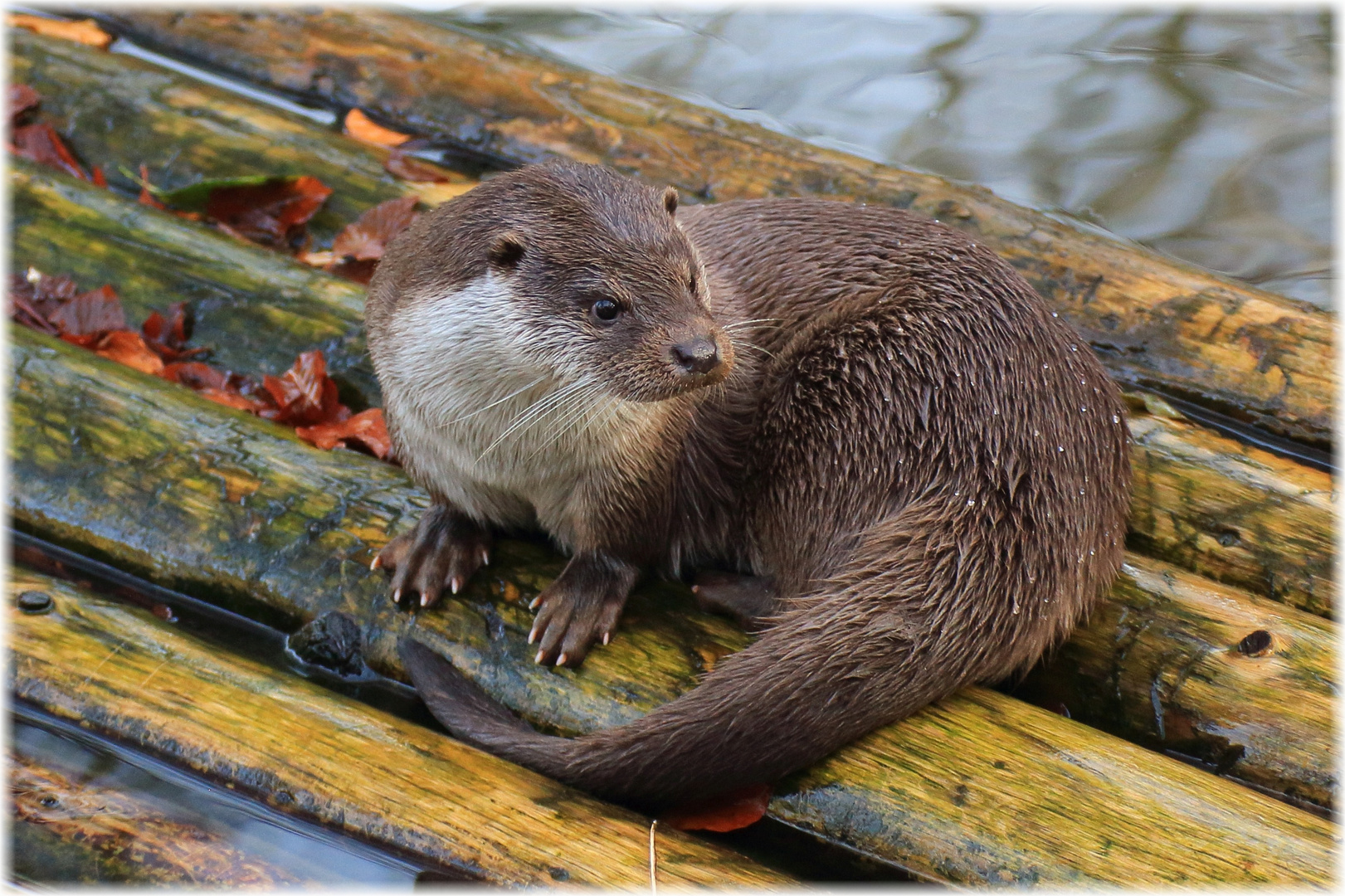 Fischotter im Wildpark Gersfeld