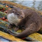 Fischotter im Wildpark Gersfeld