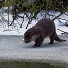 Fischotter im Winter