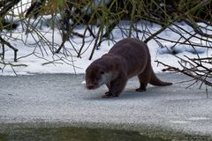 Fischotter im Winter