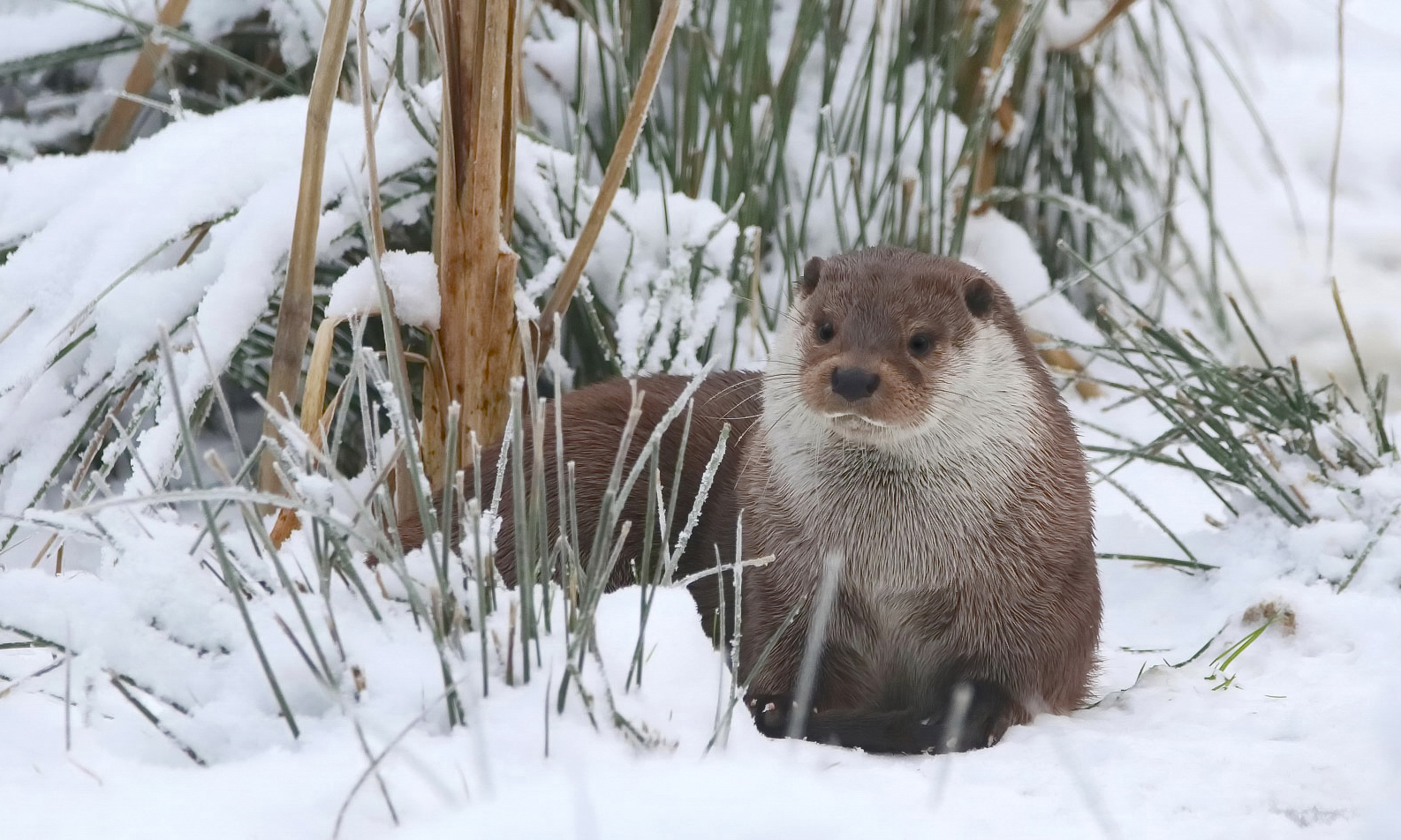 Fischotter im Winter