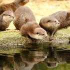 Fischotter im Zoo Berlin