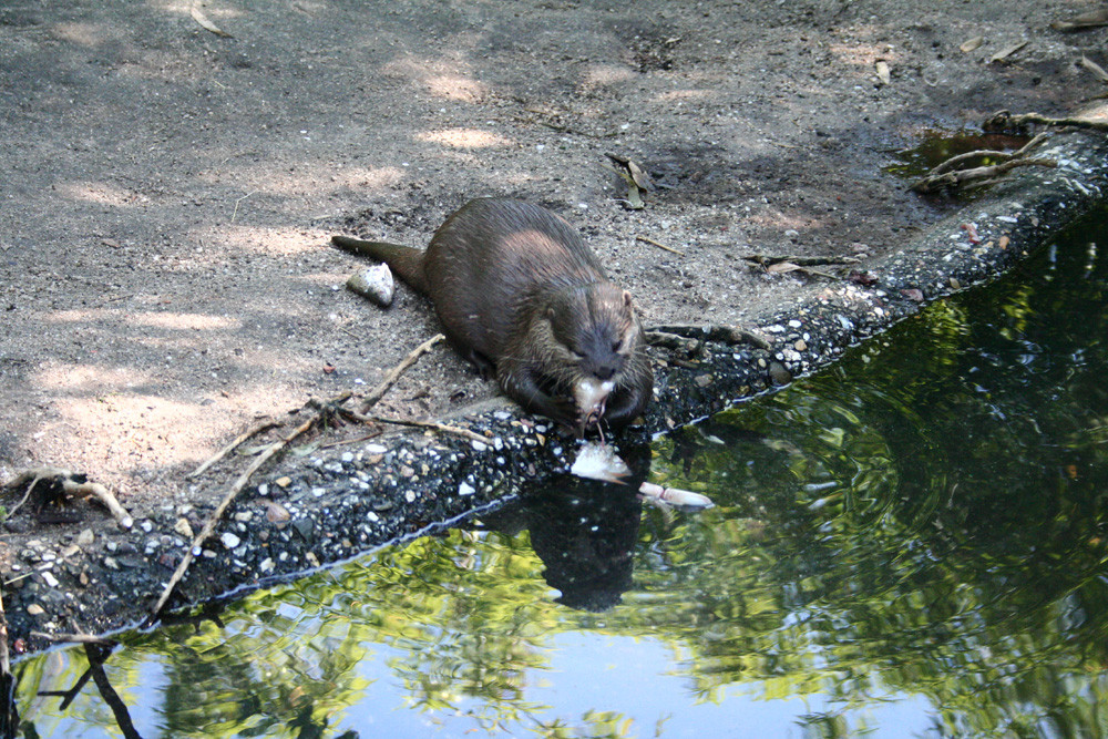 Fischotter im Zoo Duisburg