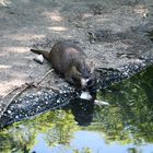 Fischotter im Zoo Duisburg