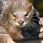 Fischotter im Zoo Karlsruhe