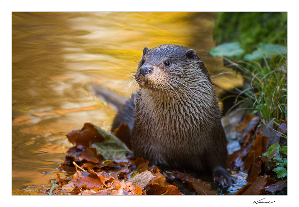 Fischotter in der Herbstsonne