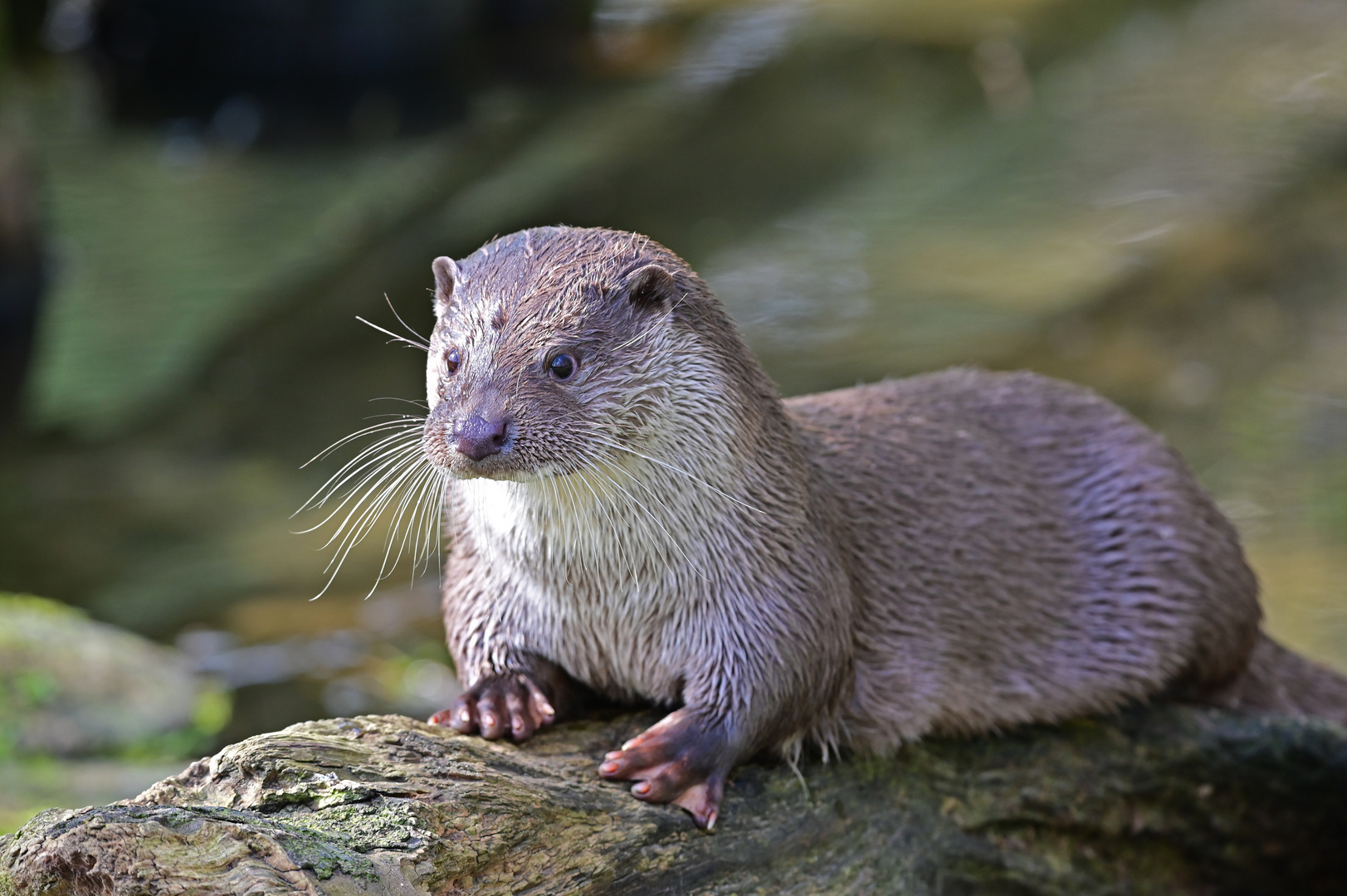 Fischotter in der Mittagspause