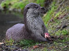 Fischotter in der Schorfheide