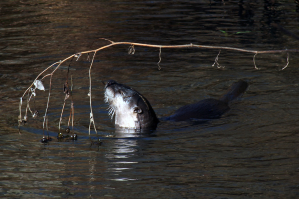 Fischotter in einem Wildbach in Tennessee