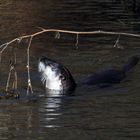 Fischotter in einem Wildbach in Tennessee