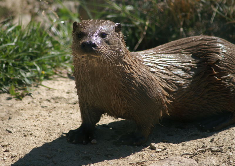 Fischotter in Ostösterreich