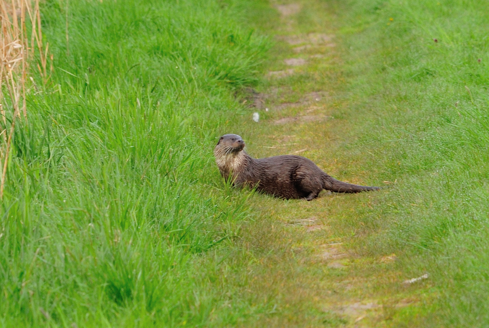 Fischotter (Lutra lutra)