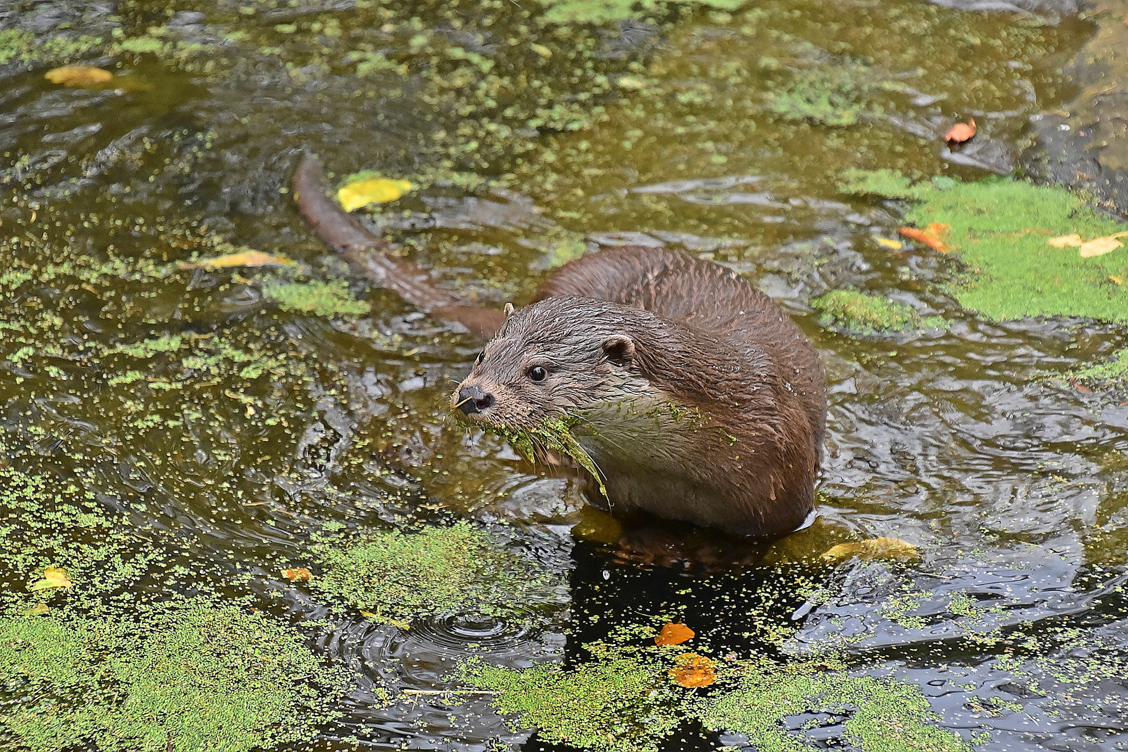 Fischotter (Lutra lutra)