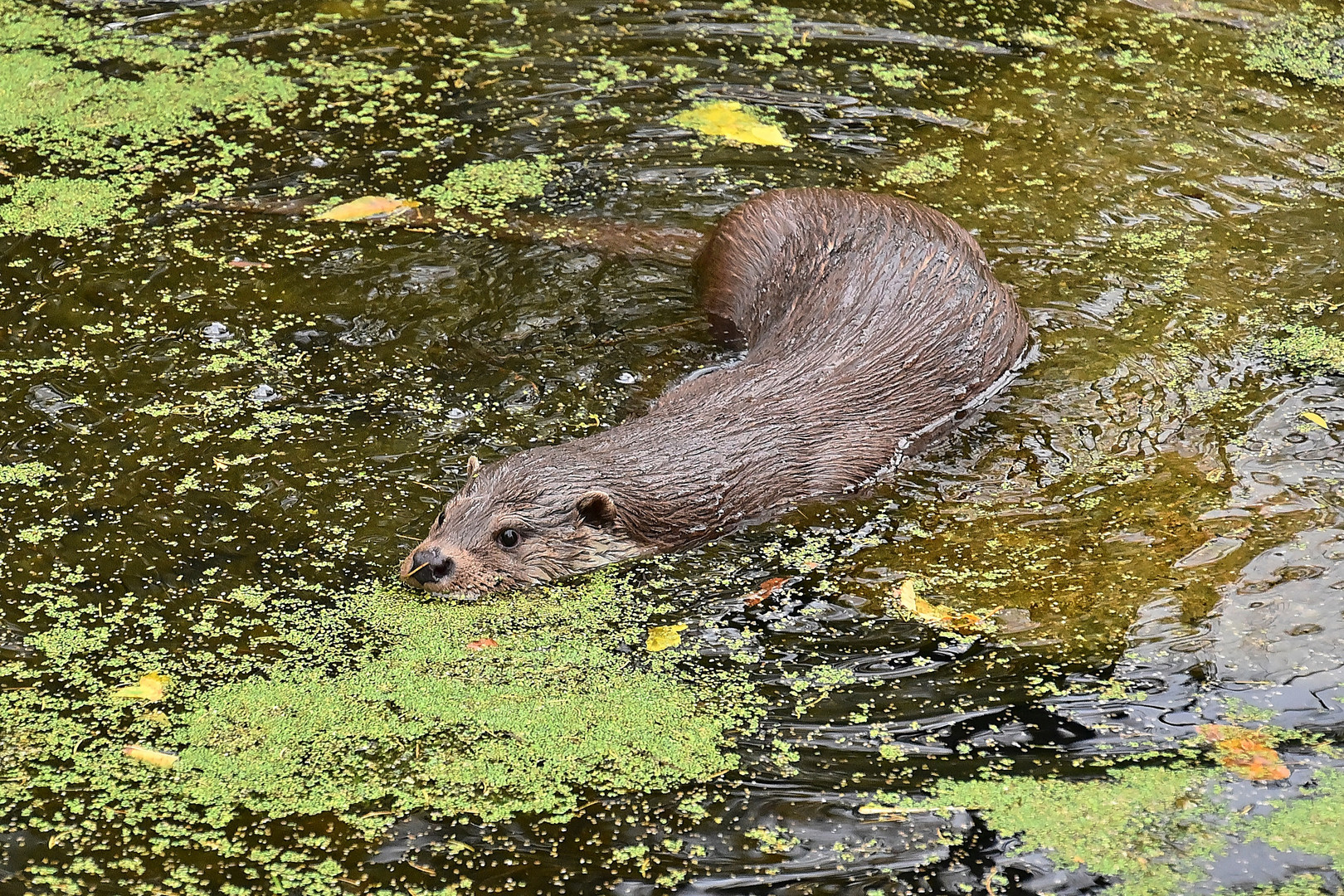 Fischotter (Lutra lutra)