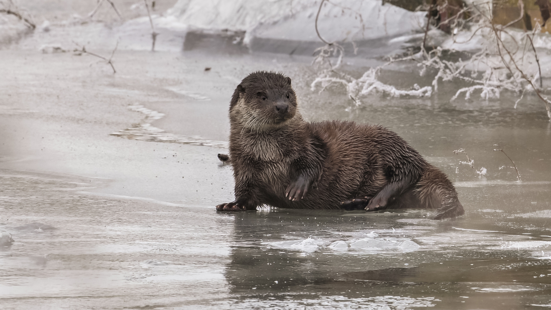 Fischotter (Lutra lutra) an der Oder 