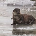 Fischotter (Lutra lutra) an der Oder 