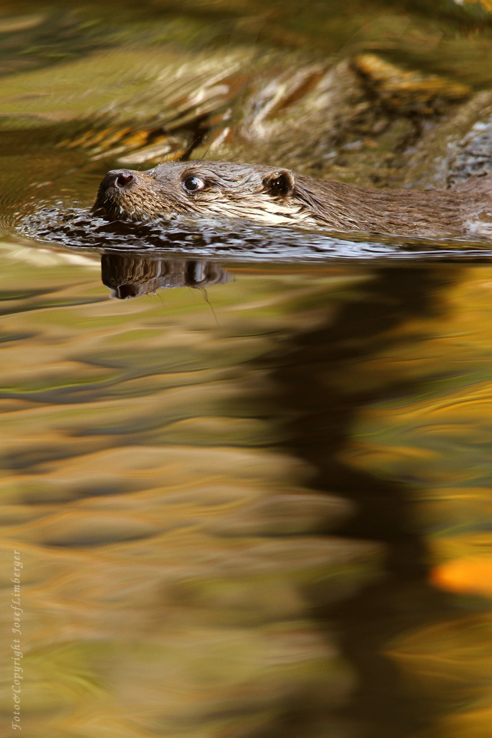 Fischotter (Lutra lutra) Copyright Josef Limberger NP. Bayerischer Wald  