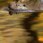 Fischotter (Lutra lutra) Copyright Josef Limberger NP. Bayerischer Wald  