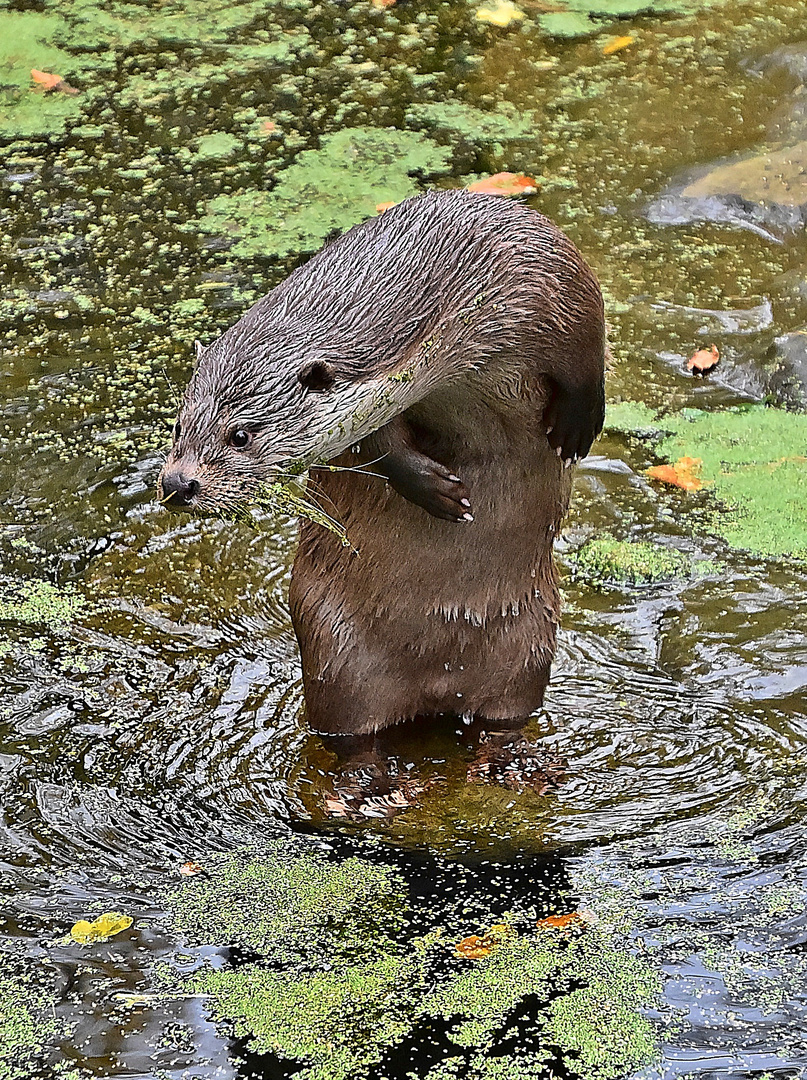 Fischotter (Lutra lutra)