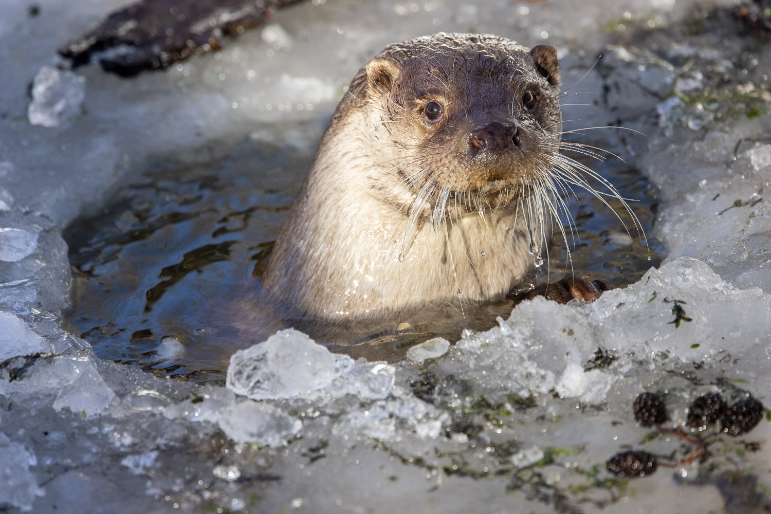 Fischotter (Lutra lutra)