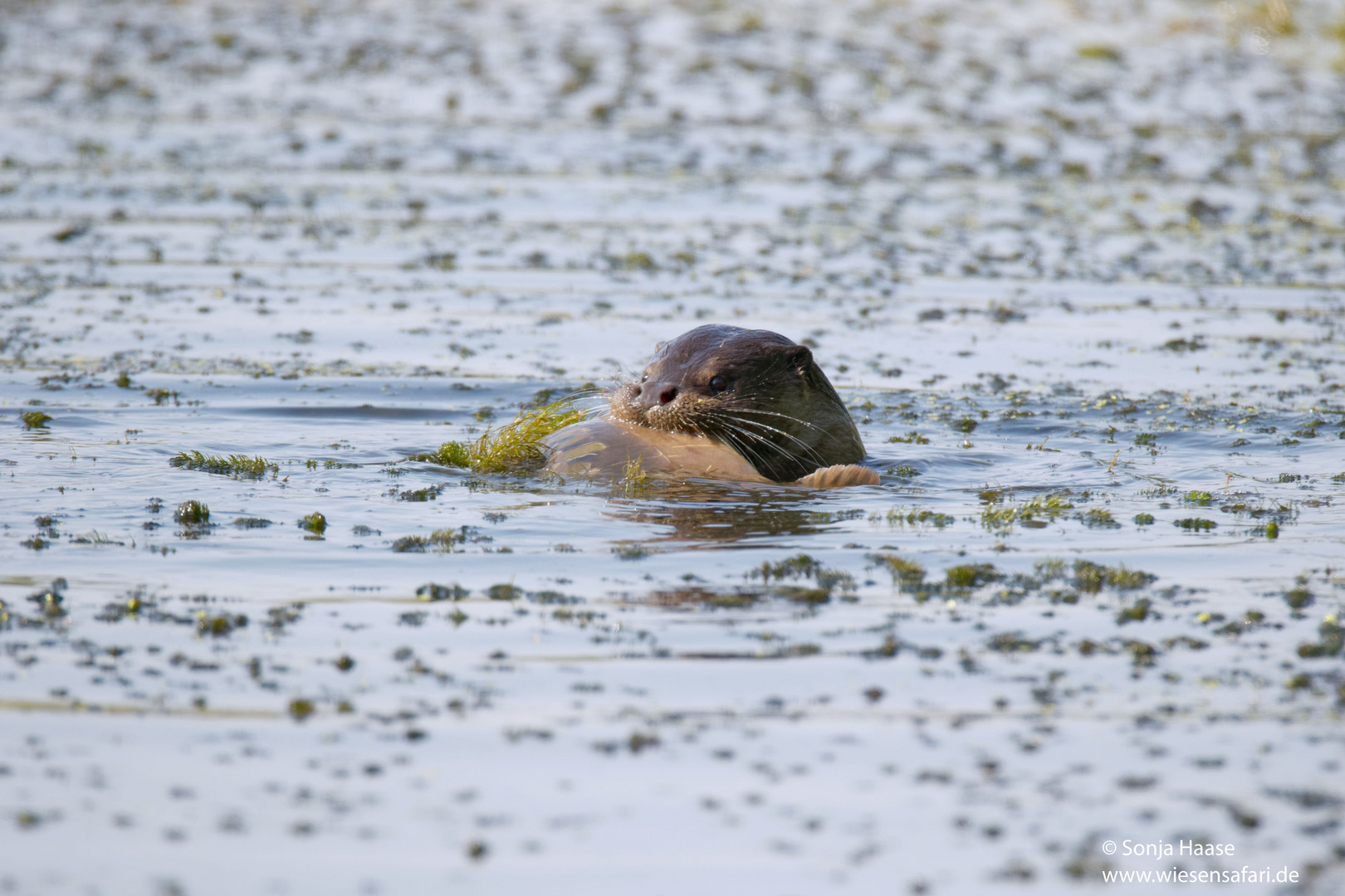 Fischotter ( Lutra lutra) mit Karpfen - wildlife