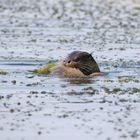 Fischotter ( Lutra lutra) mit Karpfen - wildlife