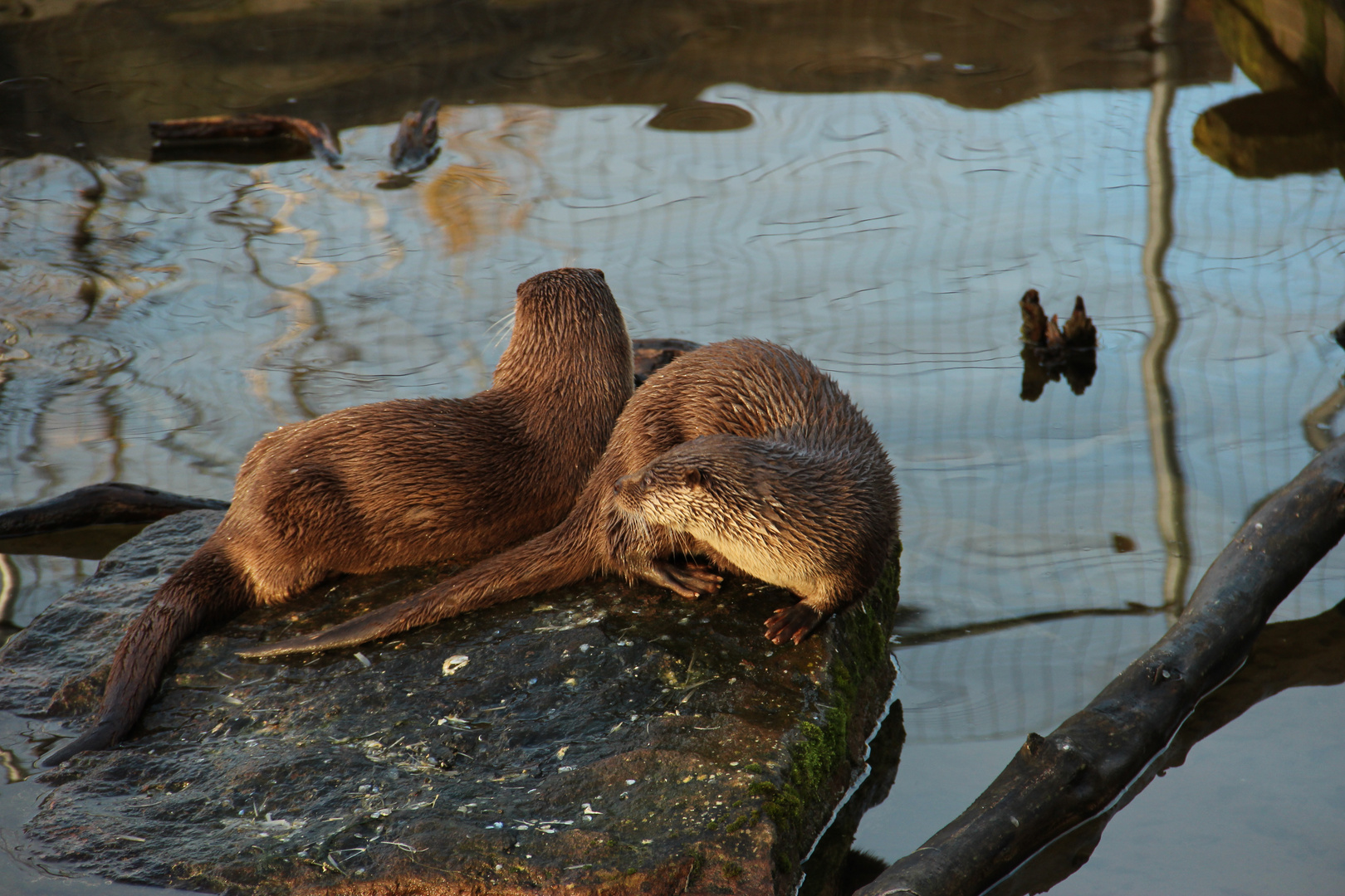 Fischotter / Mach mal Pause