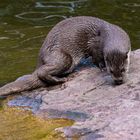 Fischotter -- mal schaun, was es an Land so gibt