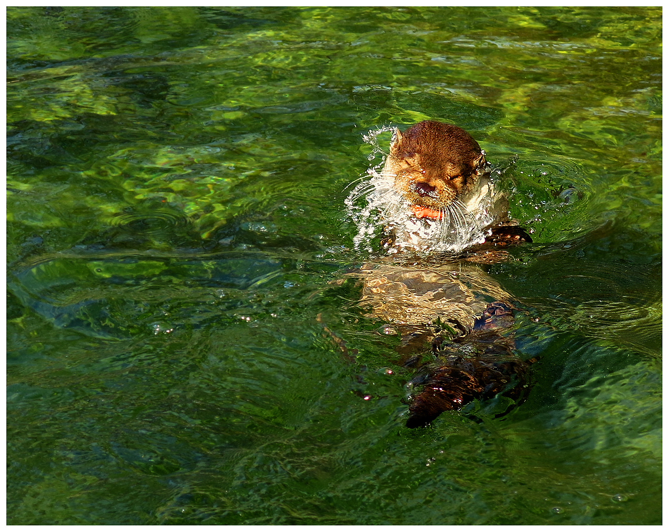 Fischotter mit Bart . . .