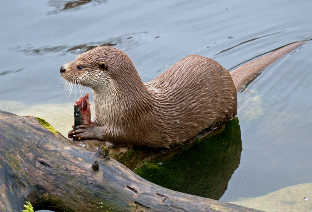 Fischotter mit Beute....