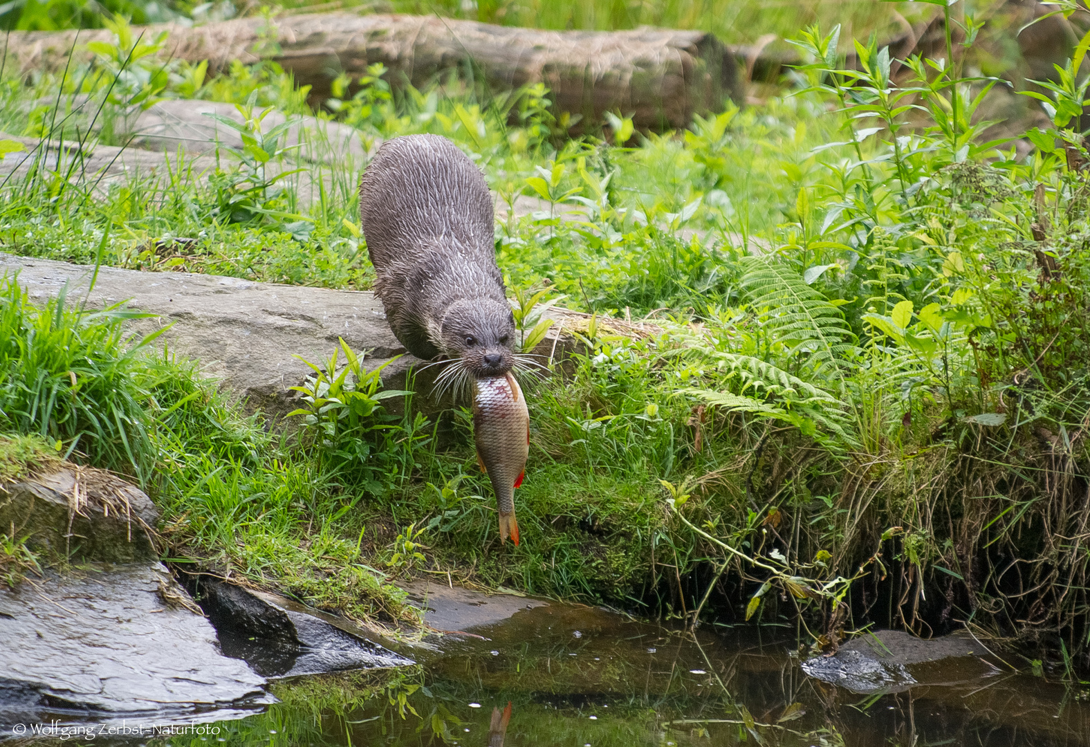   - FISCHOTTER MIT BEUTE -