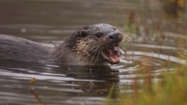 Fischotter mit Beute