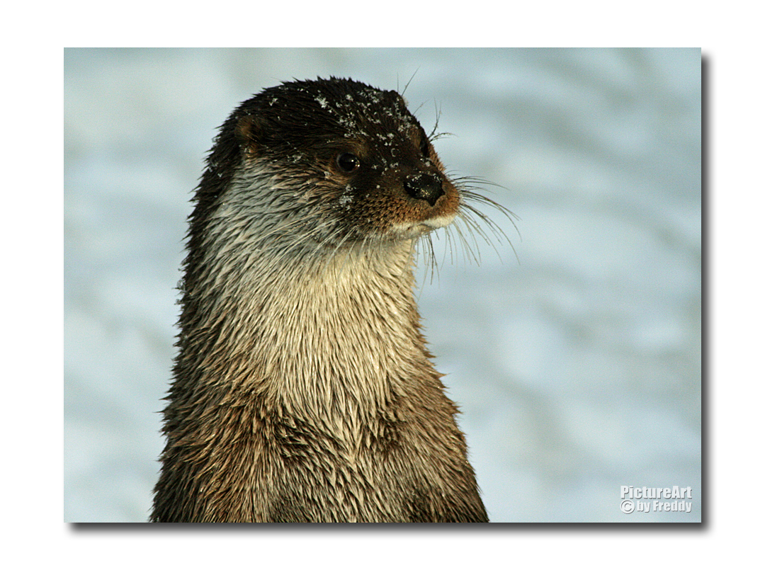 Fischotter mit Schneehaube